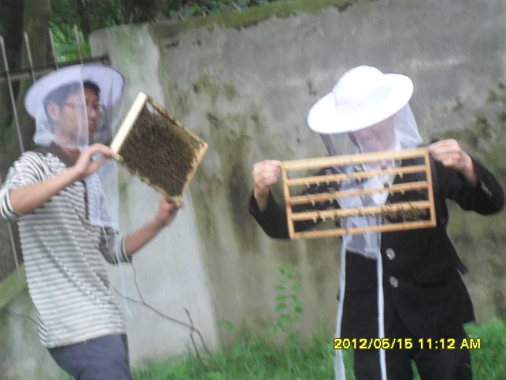 培育蜂王实验